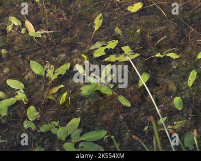 Das blaue Kaiser-Weibchen (lateinischer Name: Anax Imperator) legt Eier im Süsswasserteich mit Waldkraut im besonderen Naturschutzgebiet Gornje Podunav Stockfoto