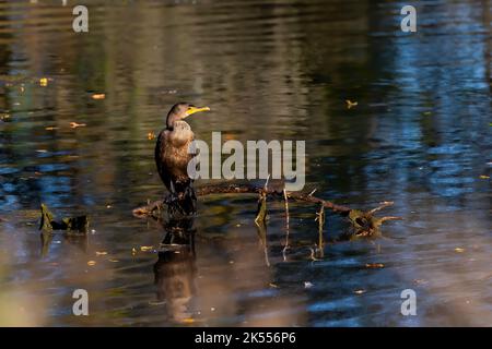 Ruhende Kormorane (Phalacrocorax aurituson) auf dem Fluss Stockfoto