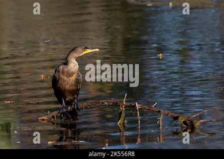 Ruhende Kormorane (Phalacrocorax aurituson) auf dem Fluss Stockfoto