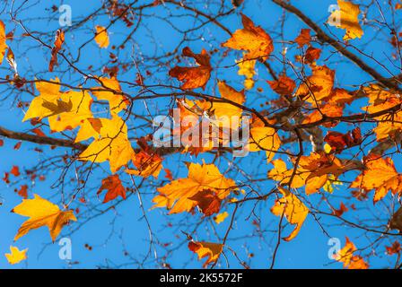 Herbstlicher und belaubter Hintergrund. Hintergrundbeleuchtete, braune, orange, gelbe und rote Blätter mit blauem Himmel Stockfoto