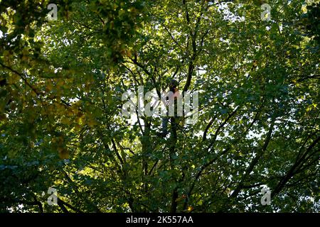 Hamburg, Deutschland. 06. Oktober 2022. Ein Mann sägt bei der Baumarbeit im Kreis Eimsbüttel Äste ab. Kredit: Marcus Brandt/dpa/Alamy Live Nachrichten Stockfoto