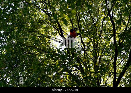 Hamburg, Deutschland. 06. Oktober 2022. Ein Mann sägt bei der Baumarbeit im Kreis Eimsbüttel Äste ab. Kredit: Marcus Brandt/dpa/Alamy Live Nachrichten Stockfoto