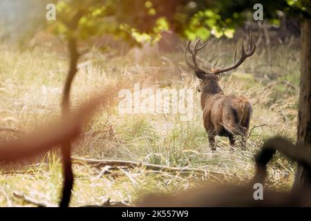 Hirsch mit großem Geweih im Wald Stockfoto