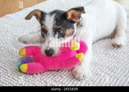 Drei Monate Jack Russell Welpe Hund spielt mit einem rosa Stofftier Stockfoto
