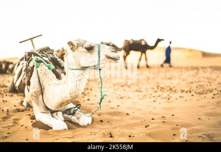 Gezähmte Dromedare Ruhe nach Wüstenritt Ausflug in Merzouga Gebiet in der Nähe von Erg Chebbi Dünen am Anfang der Sahara in Marokko - Reise Wanderlust conce Stockfoto