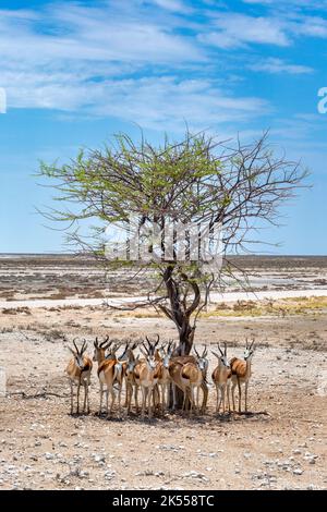 Impala Herde im Etosha Nationalpark, Namibia Stockfoto