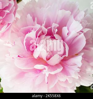 Nahaufnahme einer einzelnen hellrosa Pfingstrose (paeonia)-Blume mit einer quadratischen Ernte Stockfoto