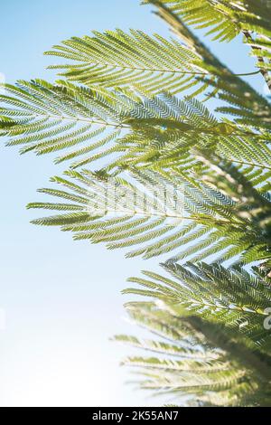 Zarte Blätter und Wedel auf einem mediterranen Baum, hinterleuchtet und im Wind weht. Stockfoto