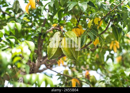 Grüne Carambola-Frucht, die als Sternfrucht bekannt ist und an einem Zweig in Vietnam wächst Stockfoto