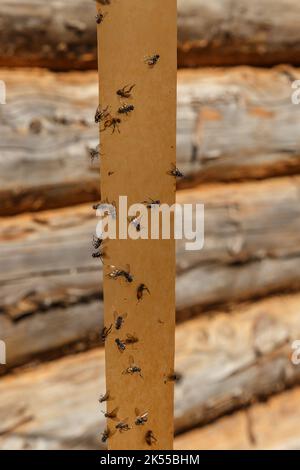 Flipper. Fliegen auf Klebeband auf einem Holzwandhintergrund geklebt. Stockfoto