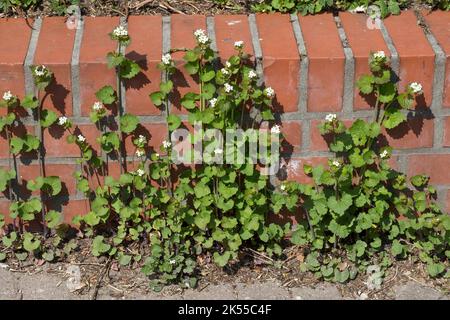 Gewöhnliche, Knoblauchsrauke Knoblauchsrauke, Knoblauchrauke, Lauchkraut Knoblauchs-Rauke Knoblauch-Rauke,,, Knoblauchskraut, Knoblauchhederich, Knobl Stockfoto