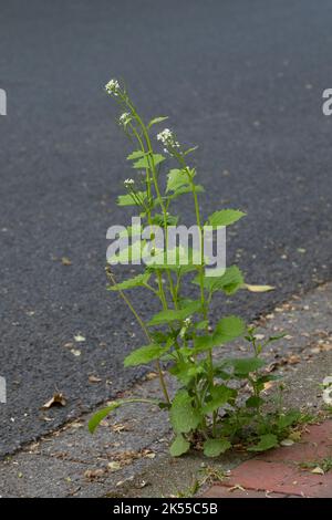 Gewöhnliche, Knoblauchsrauke Knoblauchsrauke, Knoblauchrauke, Lauchkraut Knoblauchs-Rauke Knoblauch-Rauke,,, Knoblauchskraut, Knoblauchhederich, Knobl Stockfoto