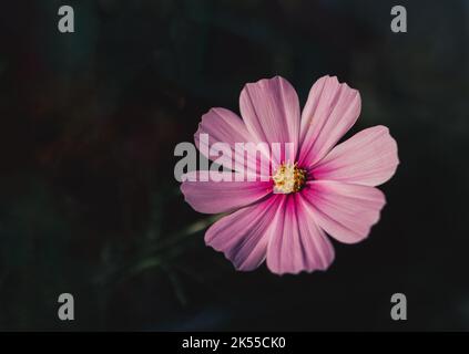 Nahaufnahme von Sonata Pink Blush oder Cosmos Bipinnatus in Blüte vor einem dunklen, unscharfen Hintergrund. Blumen-Makro-Fotografie in stimmungsvollen Tönen und Kopierraum Stockfoto