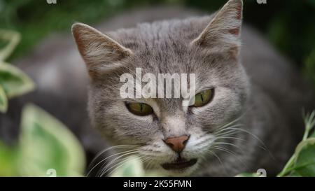 Schöne graue Katze mit leuchtend grünen Augen im Gras Stockfoto