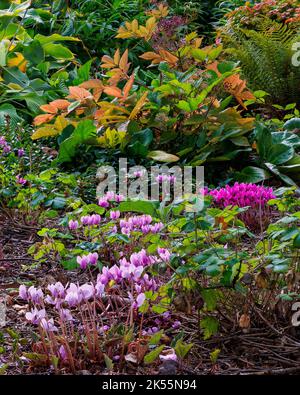 Cyclamen hederfolium in den Aberglasney Gardens Stockfoto