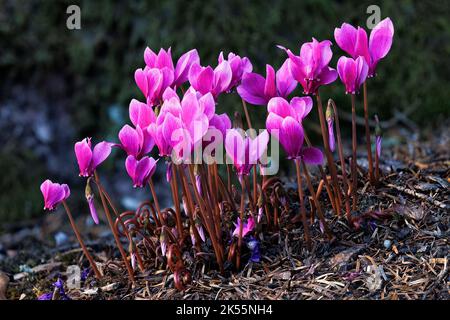 Cyclamen hederfolium in den Aberglasney Gardens Stockfoto