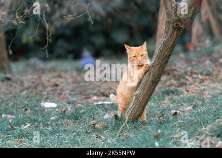 Eine Nahaufnahme einer Ingwer-Straßenkatze, die im Park einen Baumstamm kratzt. Stockfoto