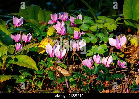 Cyclamen hederfolium in den Aberglasney Gardens Stockfoto