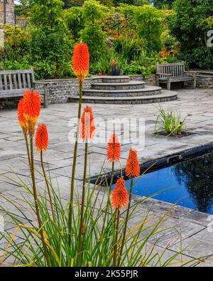 Kniphofia, Red-hot Poker, im Sunken Garden in Aberglasney Stockfoto