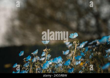 Der blaue Nemophila blüht im weichen Sonnenlicht auf dem Feld Stockfoto