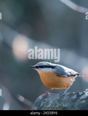 Eine selektive Fokusaufnahme eines eurasischen Nackttiervogels, der auf moosigen Felsen mit verschwommenem Hintergrund thront Stockfoto