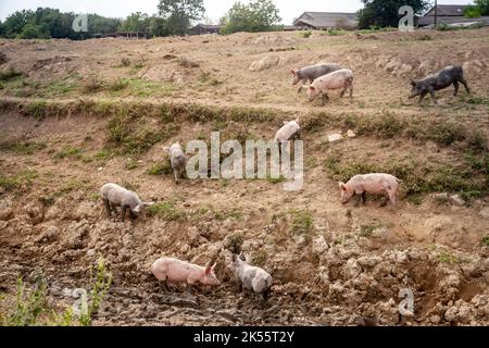 Bild einer Gruppe von freundlichen Schweinen, jungen Ferkeln, die mit ihren Schnauzen im Schlamm auf einem ländlichen Feld herumlaufen und spielen. Stockfoto