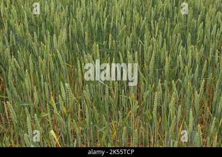 Nahaufnahme der Struktur des grünen Weizenfeldes. Feld von jungen, neu gepflanzten grünen Getreide. Konzept für Ernährungssicherheit, Ernte, Landwirtschaft, Pflanzung, Hungerkrise Stockfoto