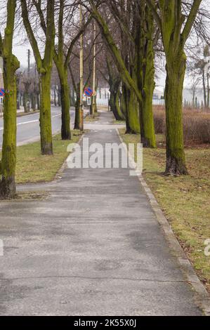 Ein Radweg in der Stadt unter den Bäumen an einem düsteren Herbsttag. Stockfoto