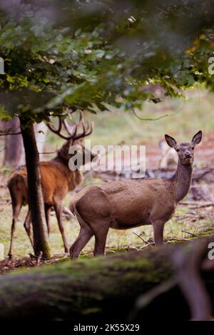 Hirsch mit großem Geweih im Wald Stockfoto