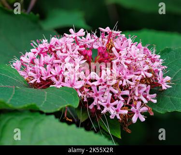 Clerodendrum Bungei in Jubilee Wood in den Aberglasney Gardens Stockfoto