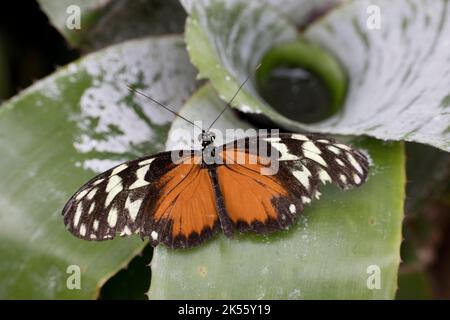 Ein cremefarbener Tellerflügel-Schmetterling Tithorea tarricina, der mit Flügeln aufliegt, Stratford auf der Avon Butterfly Farm Großbritannien Stockfoto