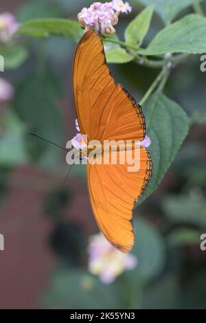 Der Julias-Schmetterling, manchmal auch Julia heliconian, die Flamme oder Flambeau genannt, ist eine Art von bürstenfüßigen (oder Nymphaliden) BU Stockfoto