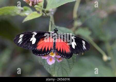 Single Postman Butterfly Heliconius melpomene ist ein bunt gefärbter Schmetterling, der in ganz Mittel- und Südamerika gefunden wird.; Stratford-on-Avon-Schmetterling Stockfoto