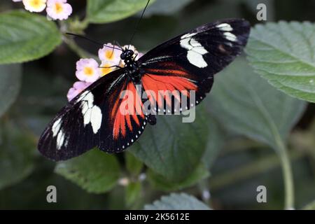 Single Postman Butterfly Heliconius melpomene ist ein bunt gefärbter Schmetterling, der in ganz Mittel- und Südamerika gefunden wird.; Stratford-on-Avon-Schmetterling Stockfoto