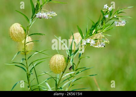 Eine Nahaufnahme von Gomphocarpus physocarpus, allgemein bekannt als haarige Kugeln, Ballonpflanzen. Stockfoto