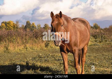 Ein Lorbeer steht an einem Herbstabend auf einer Weide. Stockfoto