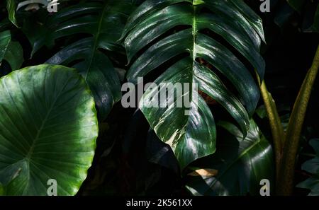 Die dunkelgrünen Blätter im Schatten des Waldes Stockfoto