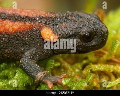 Detaillierte Nahaufnahme des farbenfrohen und gefährdeten asiatischen Rotschwanzknobby Newt, Tylototriton kweichowensis Stockfoto