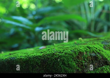 Schönen grünen Moos auf den Boden, Moos, closeup Makro. Schönen Hintergrund von Moss für Tapeten. Stockfoto