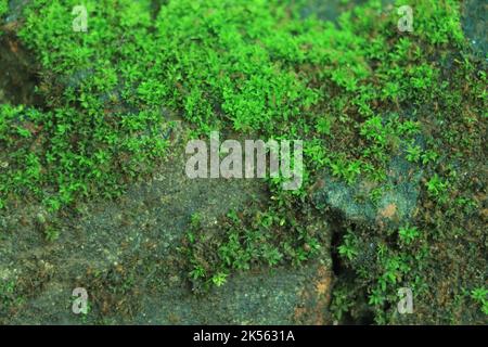 Schönes grünes Moos in Nahaufnahme, Moos-Textur, Moos abstrakter Hintergrund. Stockfoto