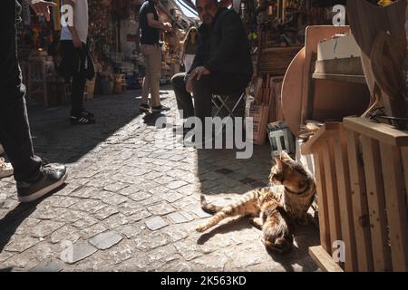 Bild einer Katze, einer jungen Mutter, die ihren Katzenstreu stillt, einer jungen Nachzucht, die in Istanbul, Türkei, für ihren Respekt bekannt ist, ernährungsbedürftig ist Stockfoto
