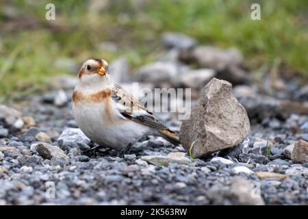 Britische Tierwelt - 6. Oktober 2022: Ungewöhnliche Sichtung eines weiblichen Schneehauses im Landesinneren (Plectrophenax nivalis) auf einem Parkplatz am Baildon Moor hat Twitcher, die alle in Flammen stehen, wenn Zugvögel ankommen. Es ist ungewöhnlich, diesen Vogel so weit im Landesinneren und zu dieser Jahreszeit zu finden. West Yorkshire, England, Großbritannien. Quelle: Rebecca Cole/Alamy Live News Stockfoto