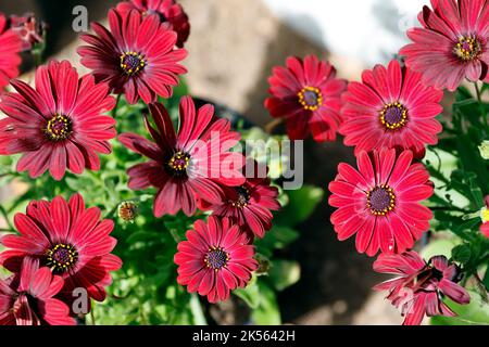Serenity Red Osteospermum ( Osteospermum ecklonis) Pflanze, allgemein bekannt als African Daisy. Stockfoto