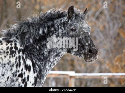 Appaloosa Curly Horse Portrait in Winter Ranch Stockfoto