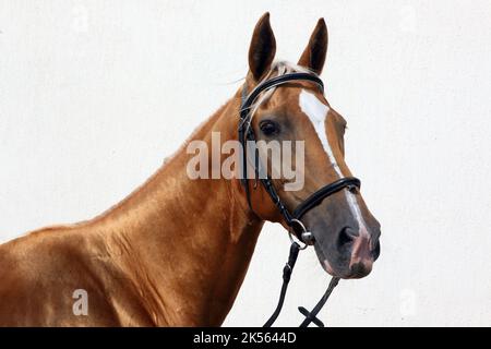 Andalusischen weißen Sattel Pferd Porträt vor hellen Wand Hintergrund Stockfoto