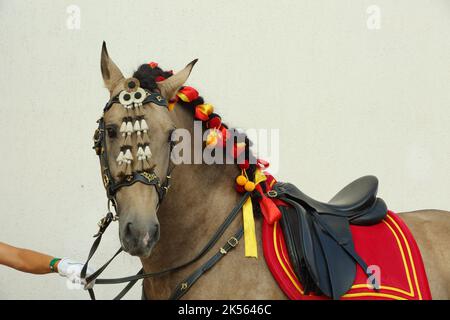 Andalusischen weißen Sattel Pferd Porträt vor hellen Wand Hintergrund Stockfoto