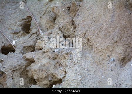 Sand Martins ( Riparia riparia ) Küken in Bruthöhlen auf den Klippen auf der Insel Poel, Deutschland, Ostseeküste Stockfoto