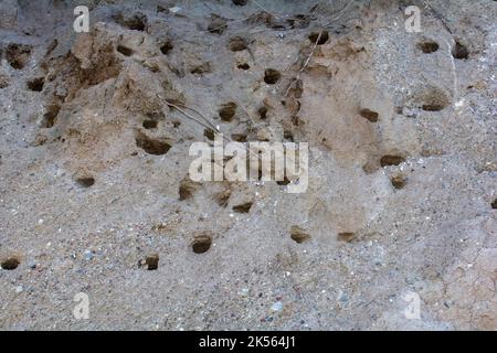 Nisthöhlen von Sand Martins ( Riparia riparia ) an der Steilküste der Insel Poel, Deutschland, Ostseeküste Stockfoto
