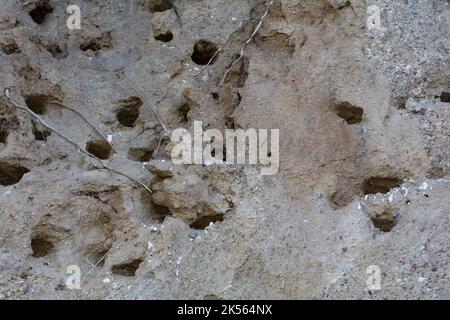 Sand Martins ( Riparia riparia ) Küken in Bruthöhlen auf den Klippen auf der Insel Poel, Deutschland, Ostseeküste Stockfoto