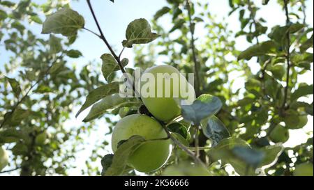 Eine Nahaufnahme von weißen transparenten grünen Äpfeln, Malus domestica auf einem Baum Stockfoto
